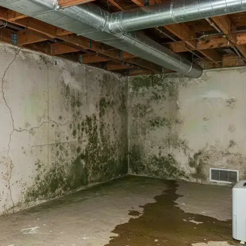 Professional Mold Removal in Lewistown, IL